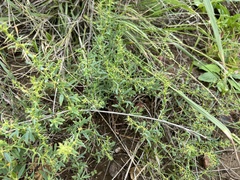 Sclerolaena muricata