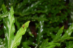 Conocephalus signatus