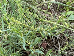 Sclerolaena muricata