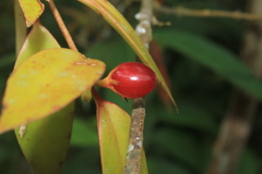 Codonanthopsis crassifolia