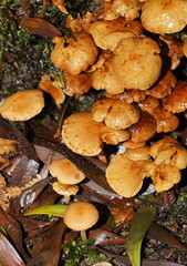 Pholiota squarrosipes