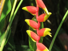 Image of Heliconia rostrata