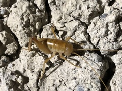 Ceuthophilus fossor