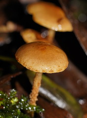 Pholiota squarrosipes