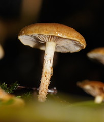 Pholiota squarrosipes