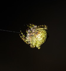 Novaranea courti