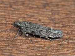 Chionodes pereyra