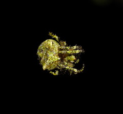 Novaranea courti