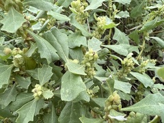 Atriplex muelleri