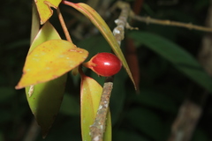 Codonanthopsis crassifolia