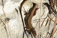 Podarcis melisellensis