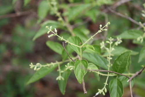 butterberry