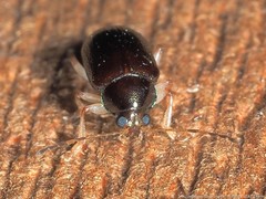 Rhabdopterus praetextus