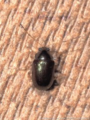 Rhabdopterus praetextus