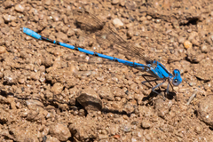 Argia agrioides