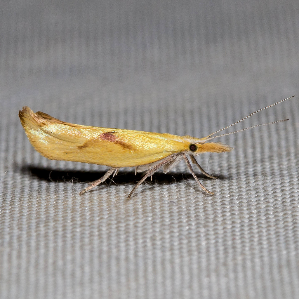 Canary Ypsolopha Moth