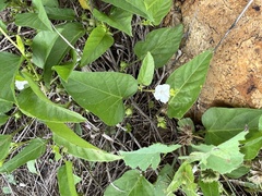 Ipomoea lonchophylla