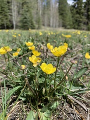 Ranunculus cardiophyllus