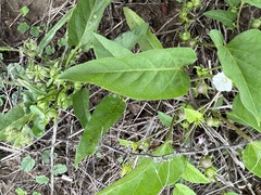 Ipomoea lonchophylla