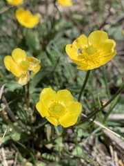 Ranunculus cardiophyllus