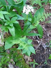 Clintonia umbellulata
