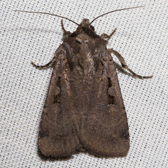 Parabagrotis insularis