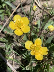 Ranunculus cardiophyllus