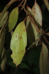 Codonanthopsis crassifolia