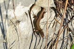 Podarcis melisellensis