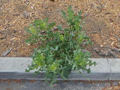 Lactuca serriola