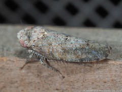 Paraphlepsius tennessus