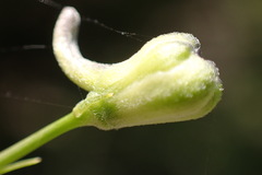 Delphinium treleasei