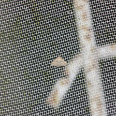 Chalenata mesonephele