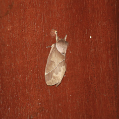 Pseudodirphia eumedide