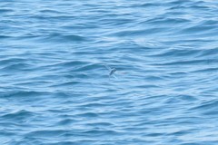 Cheilopogon melanurus