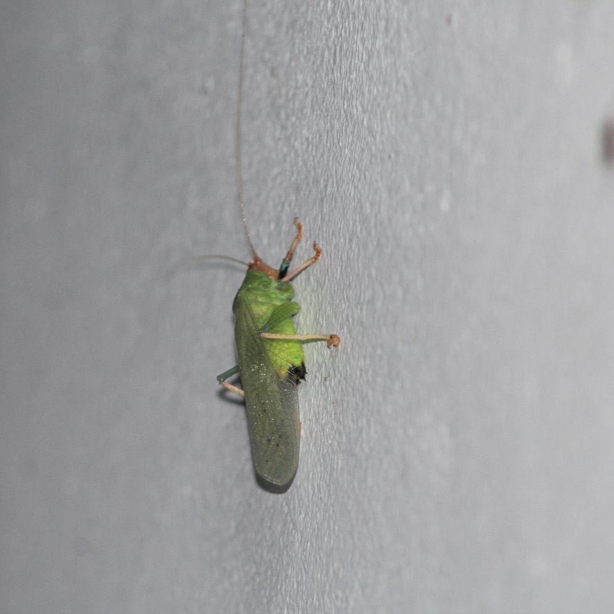 Vestria viridis