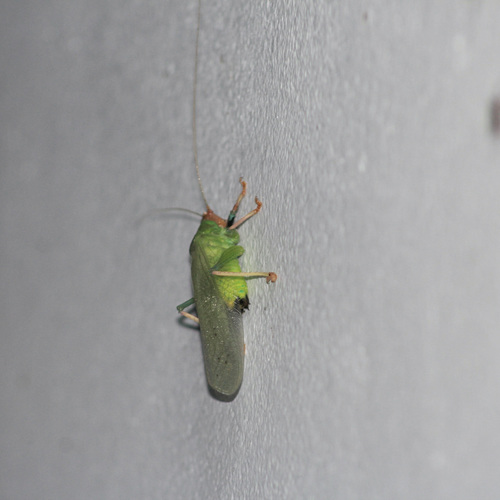 Vestria viridis
