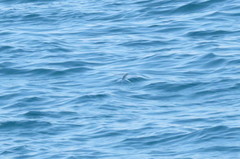 Cheilopogon melanurus