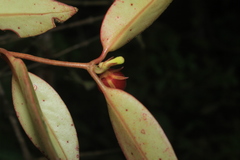 Codonanthopsis crassifolia