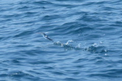 Cheilopogon melanurus