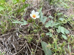 Hibiscus verdcourtii