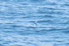 Cheilopogon melanurus
