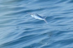 Cheilopogon melanurus