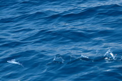 Cheilopogon melanurus