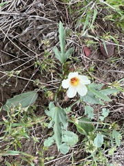 Hibiscus verdcourtii