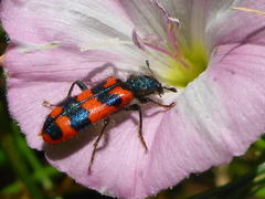 Trichodes alvearius