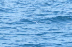 Cheilopogon melanurus