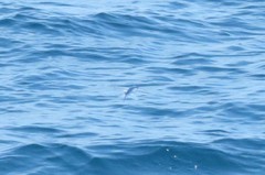 Cheilopogon melanurus