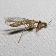 Leptomantispa pulchella