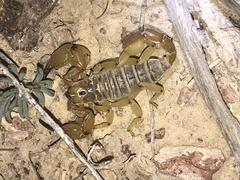 Anuroctonus phaiodactylus